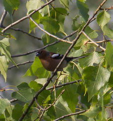 Fringilla coelebs