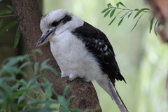 Dacelo novaeguineae novaeguineae