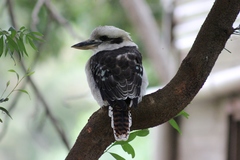 Dacelo novaeguineae novaeguineae