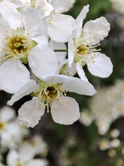 Prunus padus