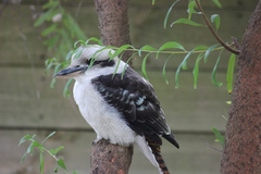 Dacelo novaeguineae novaeguineae