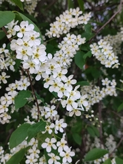 Prunus padus