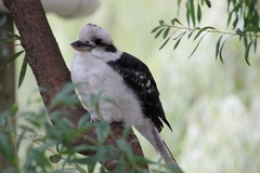 Dacelo novaeguineae novaeguineae