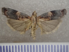 Cavipalpia argentilavella