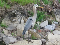 Ardea herodias