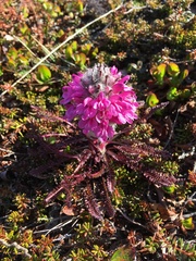 Pedicularis lanata