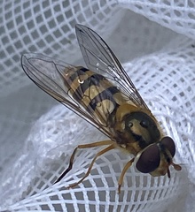 Epistrophe xanthostoma