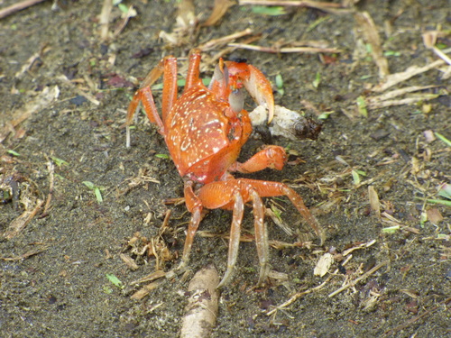 Ocypode gaudichaudii
