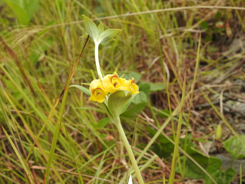 Seemannia sylvatica