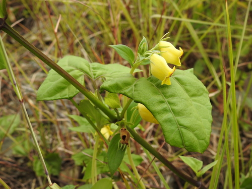 Seemannia sylvatica