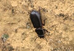 Passalus