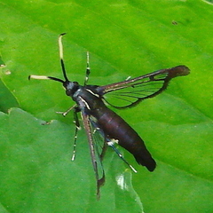 Synanthedon fatifera