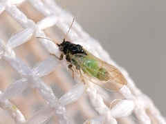 Craspedolepta gutierreziae