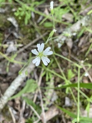 Cerastium velutinum