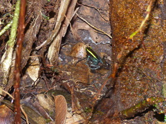 Phyllobates aurotaenia