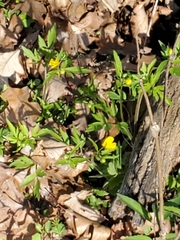 Ranunculus hispidus hispidus