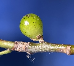 Amphibolips melanocera