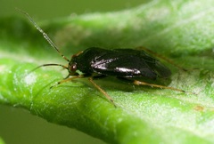 Slaterocoris stygicus