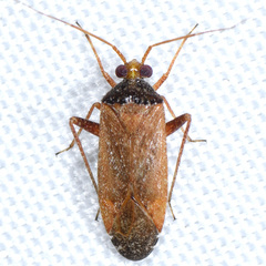 Phytocoris ramosus