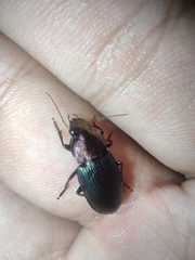 Neoaulacoryssus speciosus