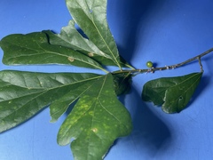 Amphibolips melanocera