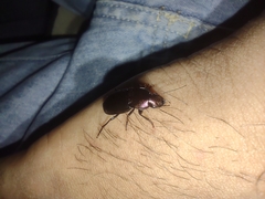 Neoaulacoryssus speciosus