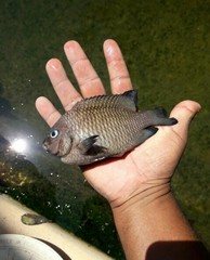 Stegastes rectifraenum