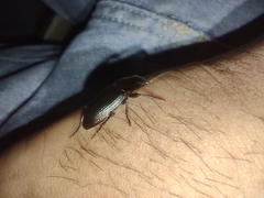 Neoaulacoryssus speciosus