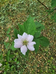 Rubus × loganobaccus