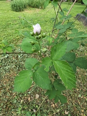 Rubus × loganobaccus