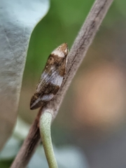 Ptyelinellus praefractus