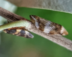 Ptyelinellus praefractus