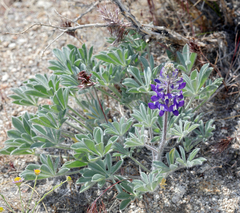 Lupinus magnificus