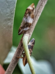 Ptyelinellus praefractus