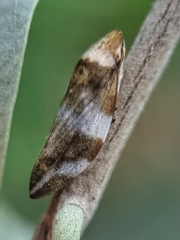 Ptyelinellus praefractus