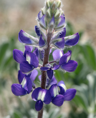Lupinus magnificus