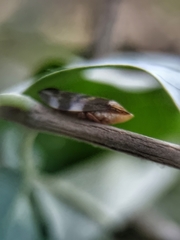 Ptyelinellus praefractus