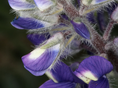 Lupinus magnificus