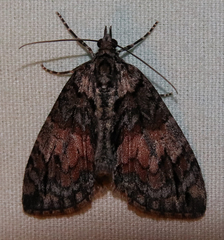 Hydriomena perfracta