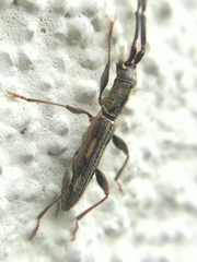 Neocompsa mexicana