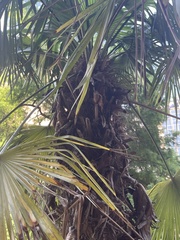 Corypha umbraculifera