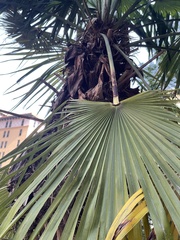 Corypha umbraculifera