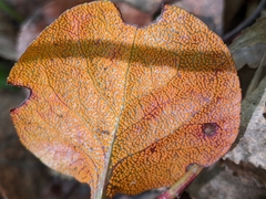 Rossmanomyces pyrolae