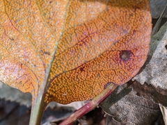 Rossmanomyces pyrolae