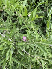 Lycium barbarum