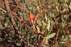 Cassytha glabella glabella