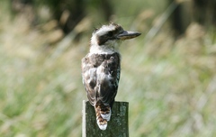 Dacelo novaeguineae novaeguineae