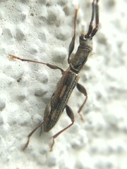 Neocompsa mexicana