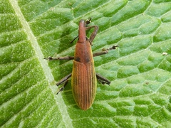Lixus apterus