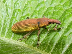 Lixus apterus